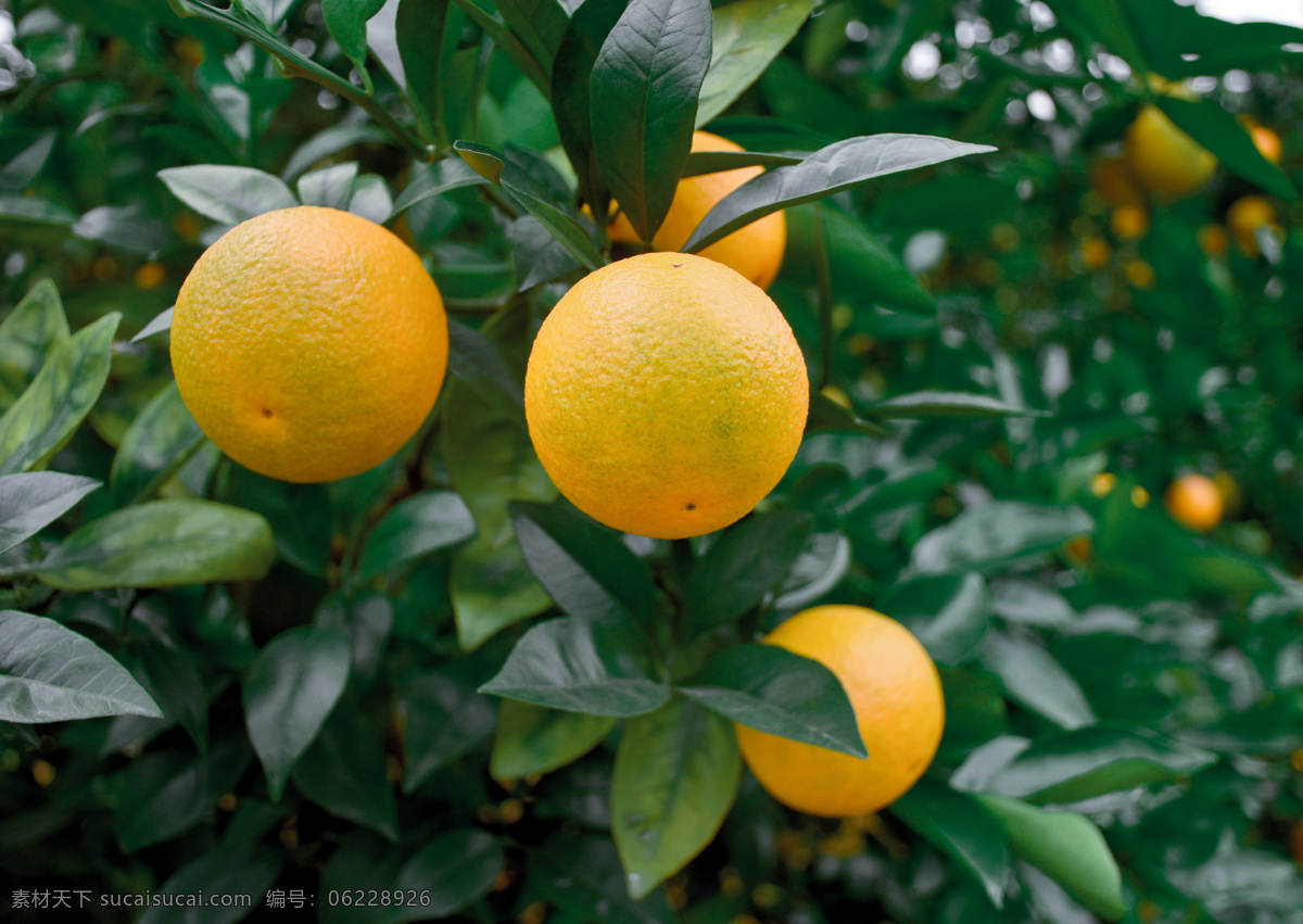 橙子图片 橙子桔子 桔林 蜜桔 时令水果 无核蜜桔 蜜橘 蜜柑 柑子 砂糖橘 砂糖桔 沙糖橘 甜桔 餐饮美食 食物原料