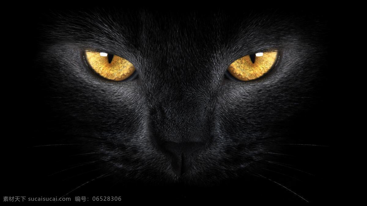 黑猫 眼睛 猫眼 野生动物 生物世界