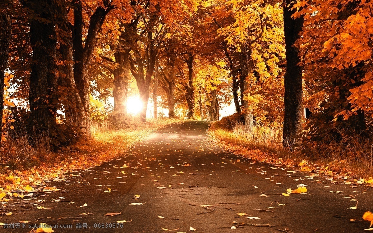 唯美 秋天 林间 道路 高清 落叶 树木