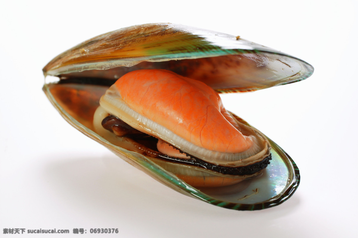 海 蚌 蚌壳 蚌肉 张开的蚌壳 海蚌 河蚌 贝壳 海洋生物 海鲜 生物世界 自然景观 食材原料 餐饮美食