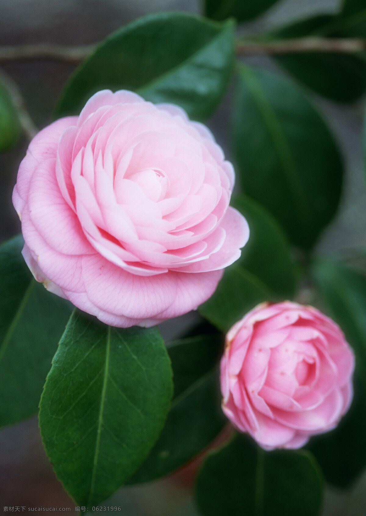 茶花 粉红鲜花拍摄 粉色鲜花 风景摄影 花园 鲜花花卉 生物世界 花草