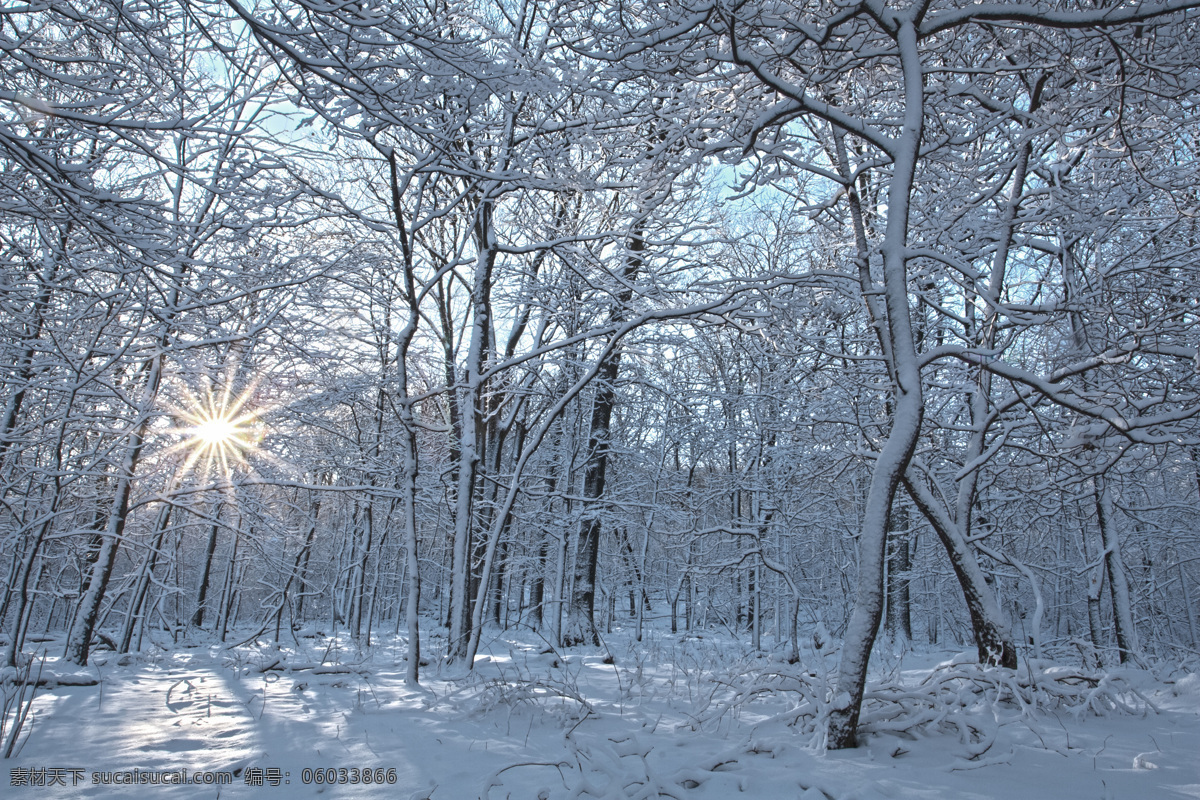 冬天树林雪景 冬天雪景 冬季 美丽风景 美丽雪景 白雪 积雪 风景摄影 树木 树林 树枝 雪地 阳光 自然风景 自然景观 灰色