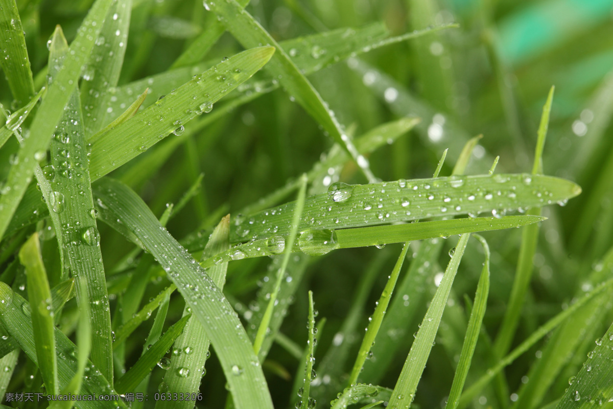 草 花草 环保 露水 绿草 绿色 绿叶 绿叶底纹 水珠 水滴 青草 植物 植被 生态 花草主题 生物世界 花草高清图片 psd源文件