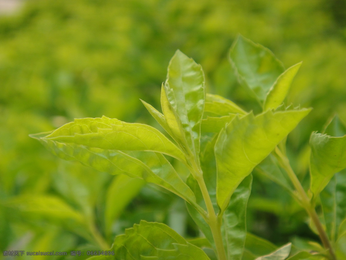 茶叶 嫩芽 绿茶 茶园 树木树叶 生物世界