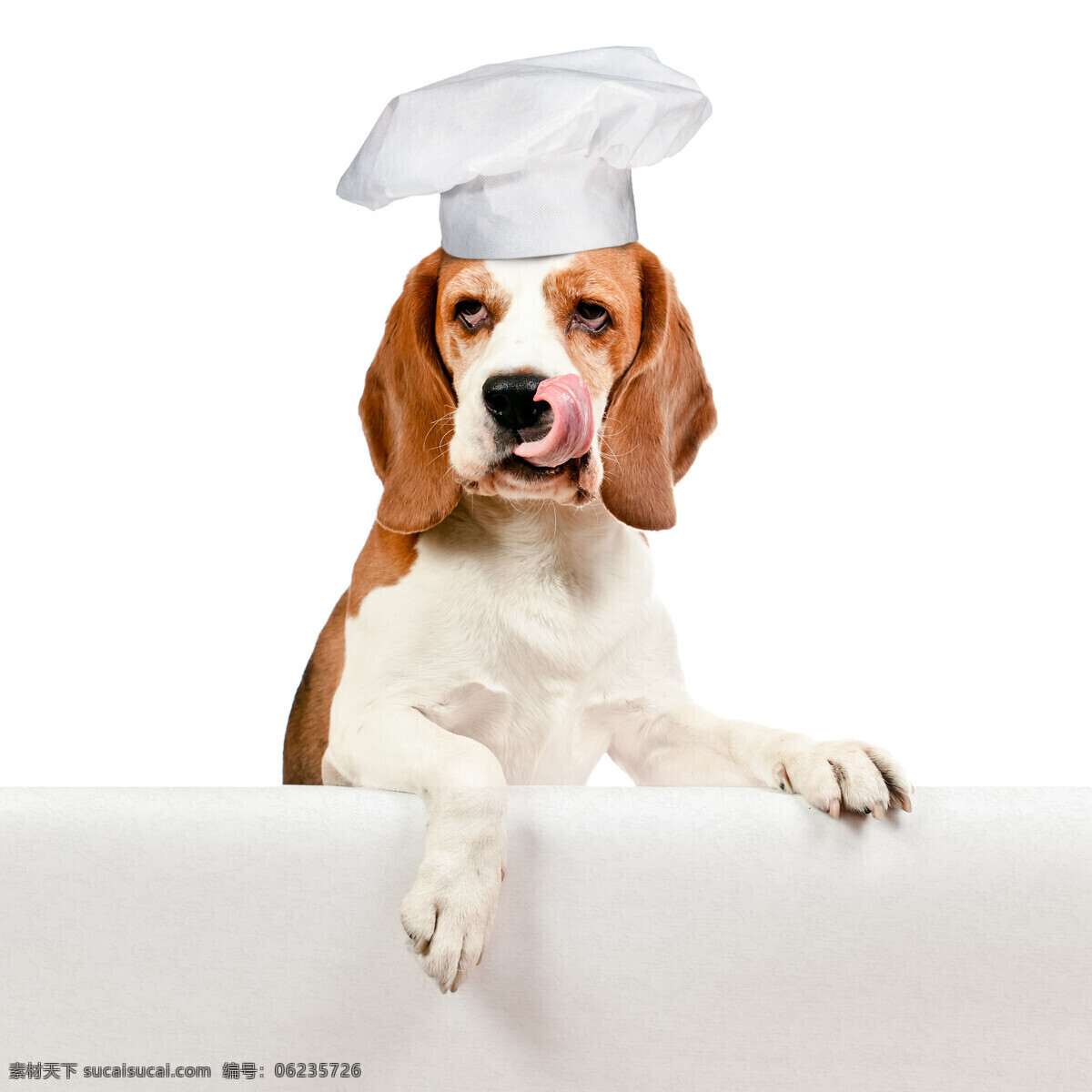 戴 厨师 帽 狗 广告牌 厨师帽 动物 宠物 陆地动物 生物世界 白色