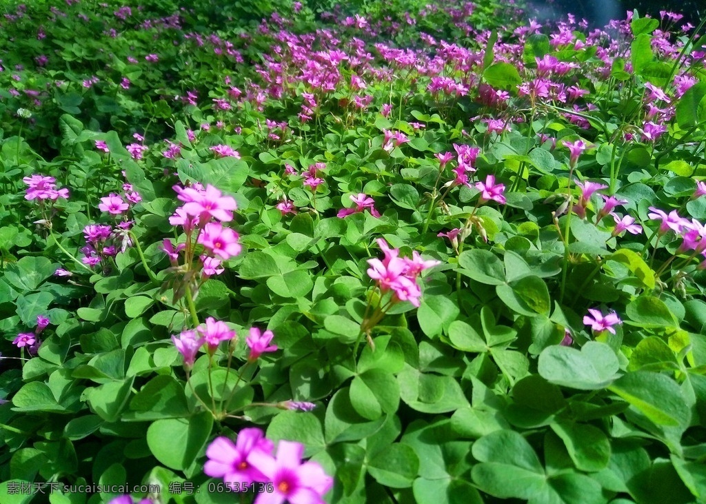 红花醡浆草 鲜花 花卉 小花 红花 美丽的花 漂亮的花 自然风景 生物世界 花草