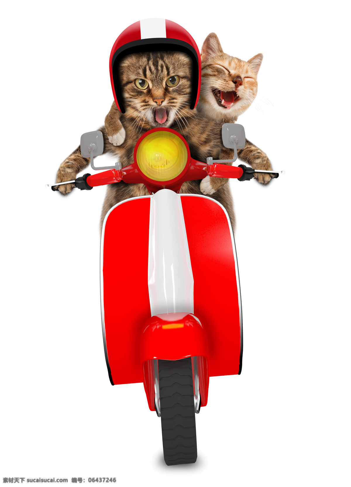 骑 摩托车 猫咪 创意 高清 骑车 小猫 宠物 动物 可爱 白色