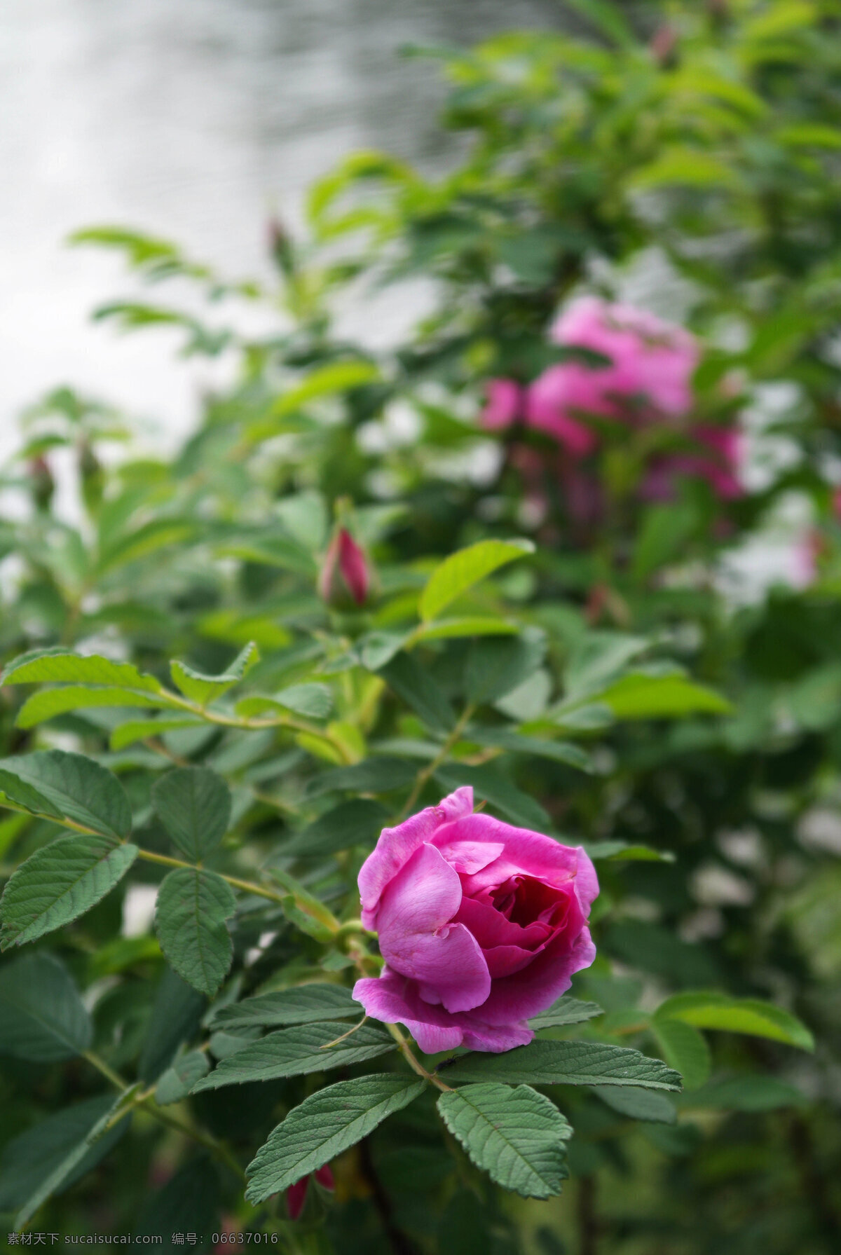 园林 花园 花圃 花海 花展 植物 花卉 绿叶 玫瑰花 生物世界 花草