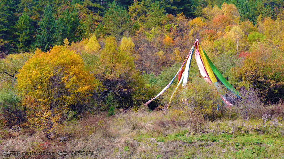 秋天 树林 中 彩旗 藏式 佛教 九寨沟 摄影作品 自然景观 自然风景