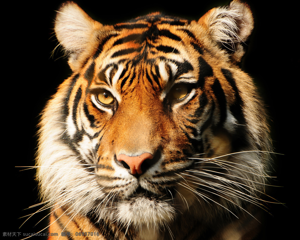 老虎 头部 特写 猛虎 野生动物 动物世界 动物摄影 陆地动物 生物世界