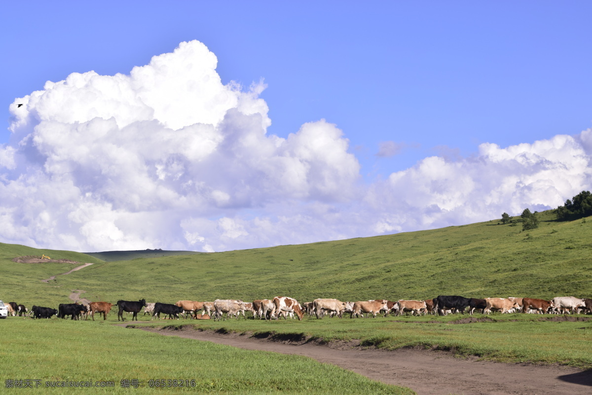 草原风光 草原 牛羊 蓝天 白云 牧羊 牛羊成群 坝上草原 自然景观 自然风景