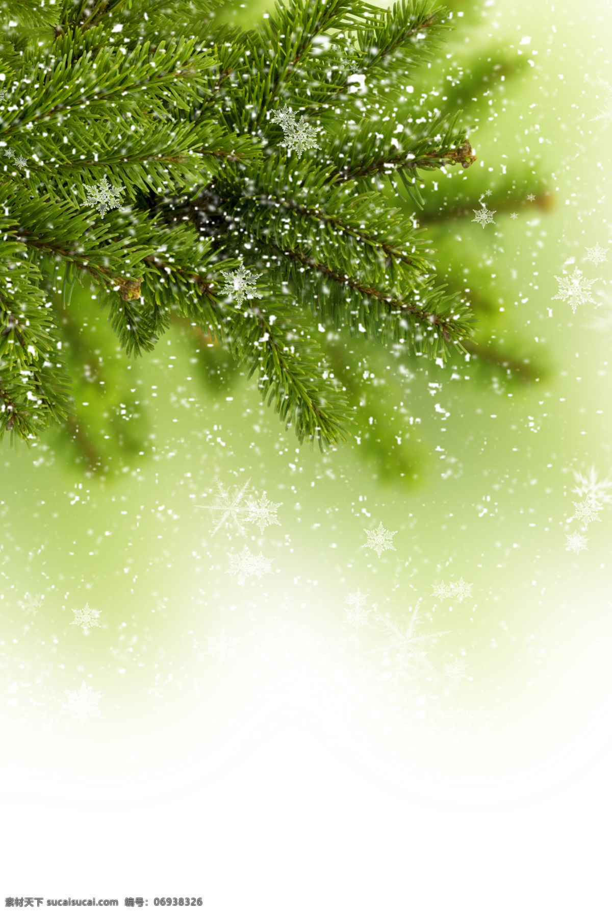 冬天 绿色 云杉 圣诞节素材 新年素材 圣诞节背景 新年背景 雪花背景 节日庆典 生活百科 白色