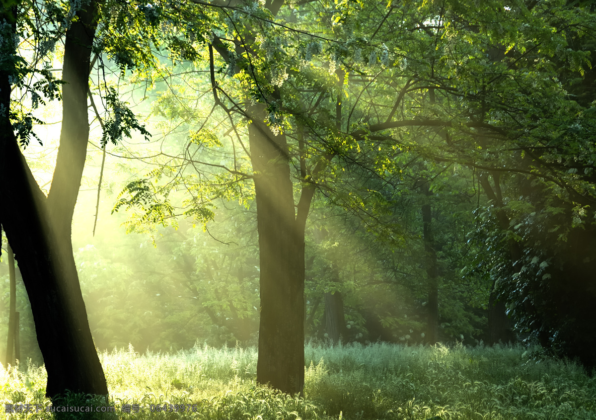原始森林 森林 阳光 光线 晨光 晨曦 自然风光 花草 风光摄影 森林景色 树林 树木 美丽风光 美丽风景 风光图片 风光摄影图片 自然风光摄影 自然风景 自然景观 树木树叶 生物世界