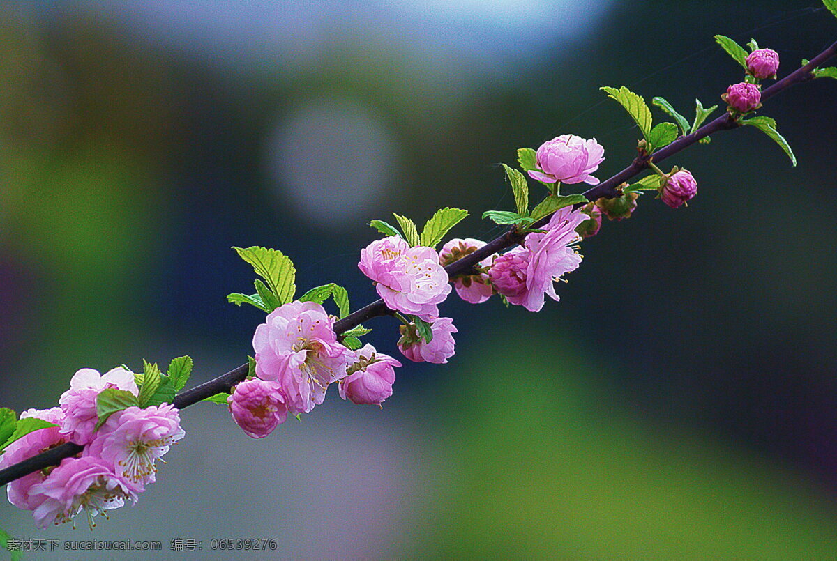 粉红色 杏花 高清 杏仁花 粉色花朵 粉嫩 花朵 鲜花
