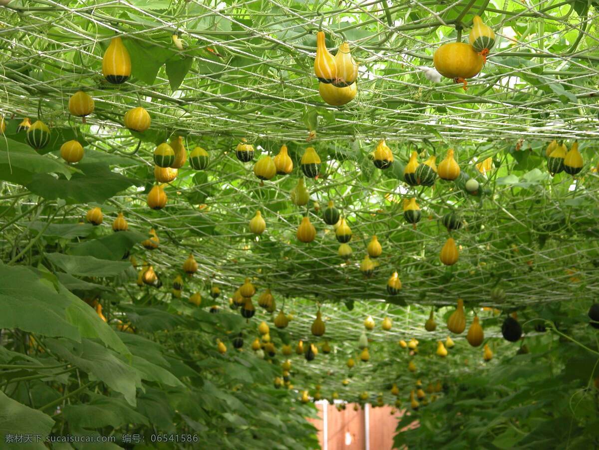 奇异瓜果 瓜果 新奇特瓜果 南瓜 花卉 百花争艳 生物世界 蔬菜