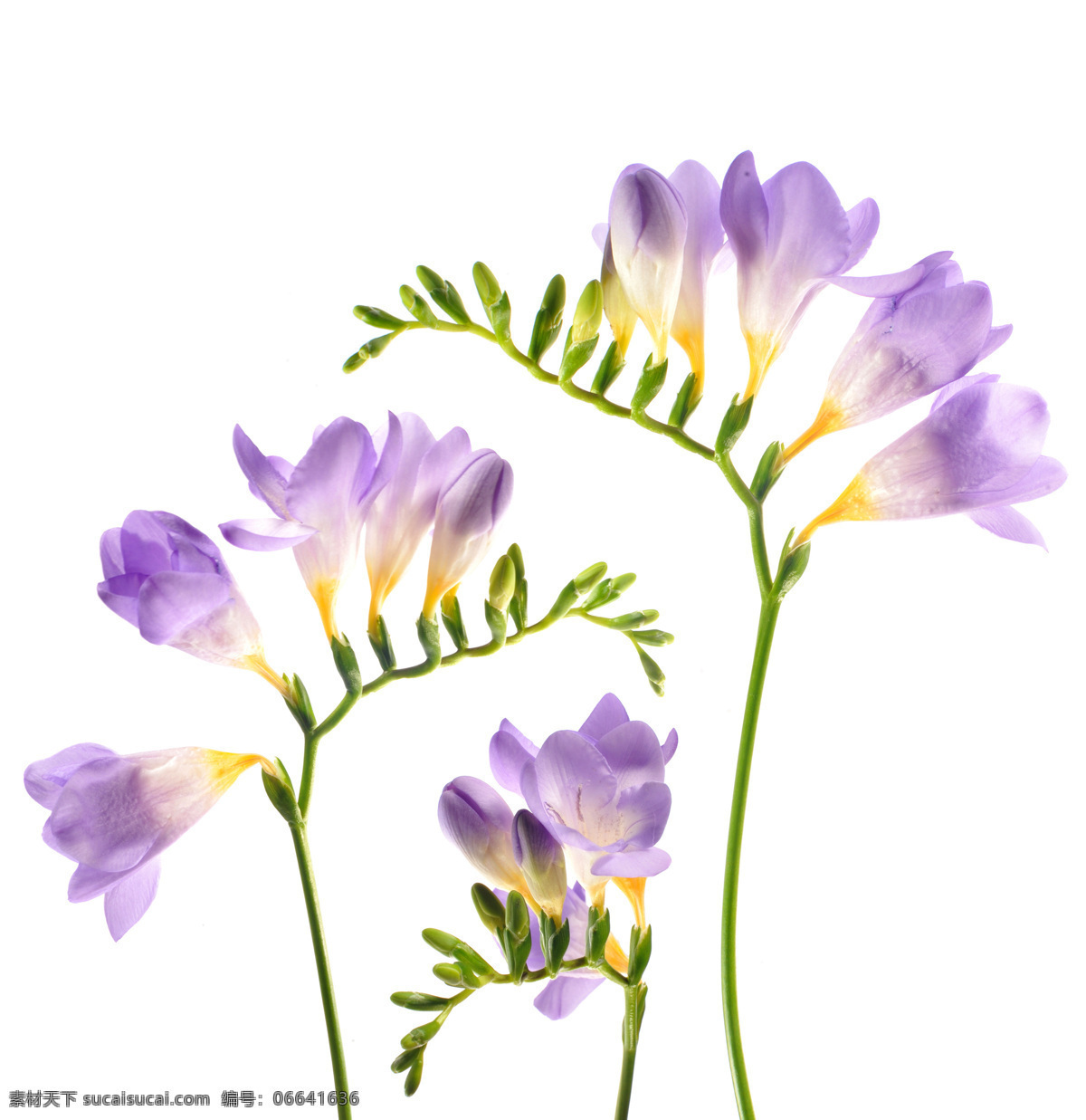 紫色 小花 美丽鲜花 花卉 花朵 鲜花摄影 花草树木 生物世界