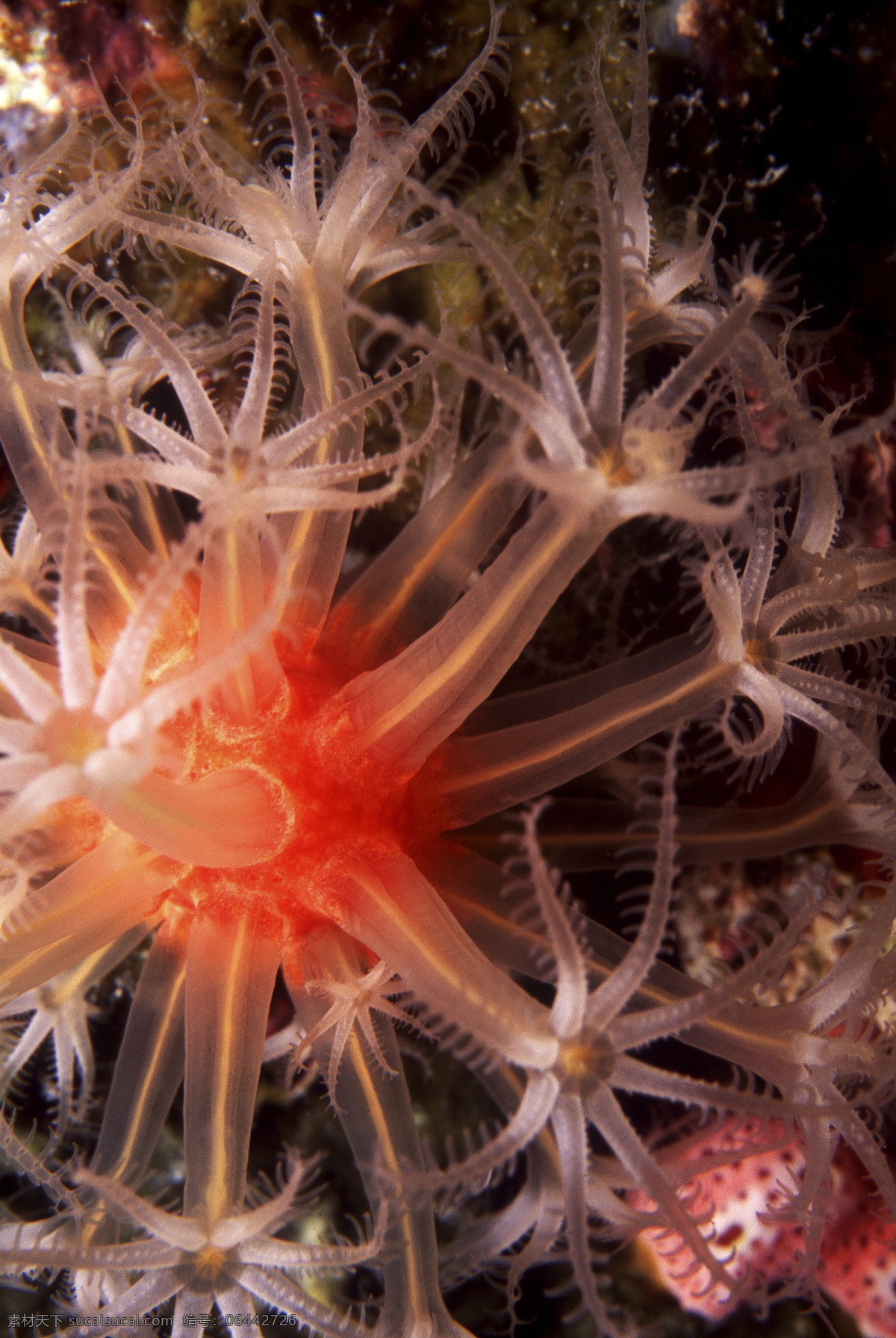 海洋生物 海底世界 海洋 礁石 生物世界 鱼 鱼类 珊蝴礁石 珊蝴 海底景色