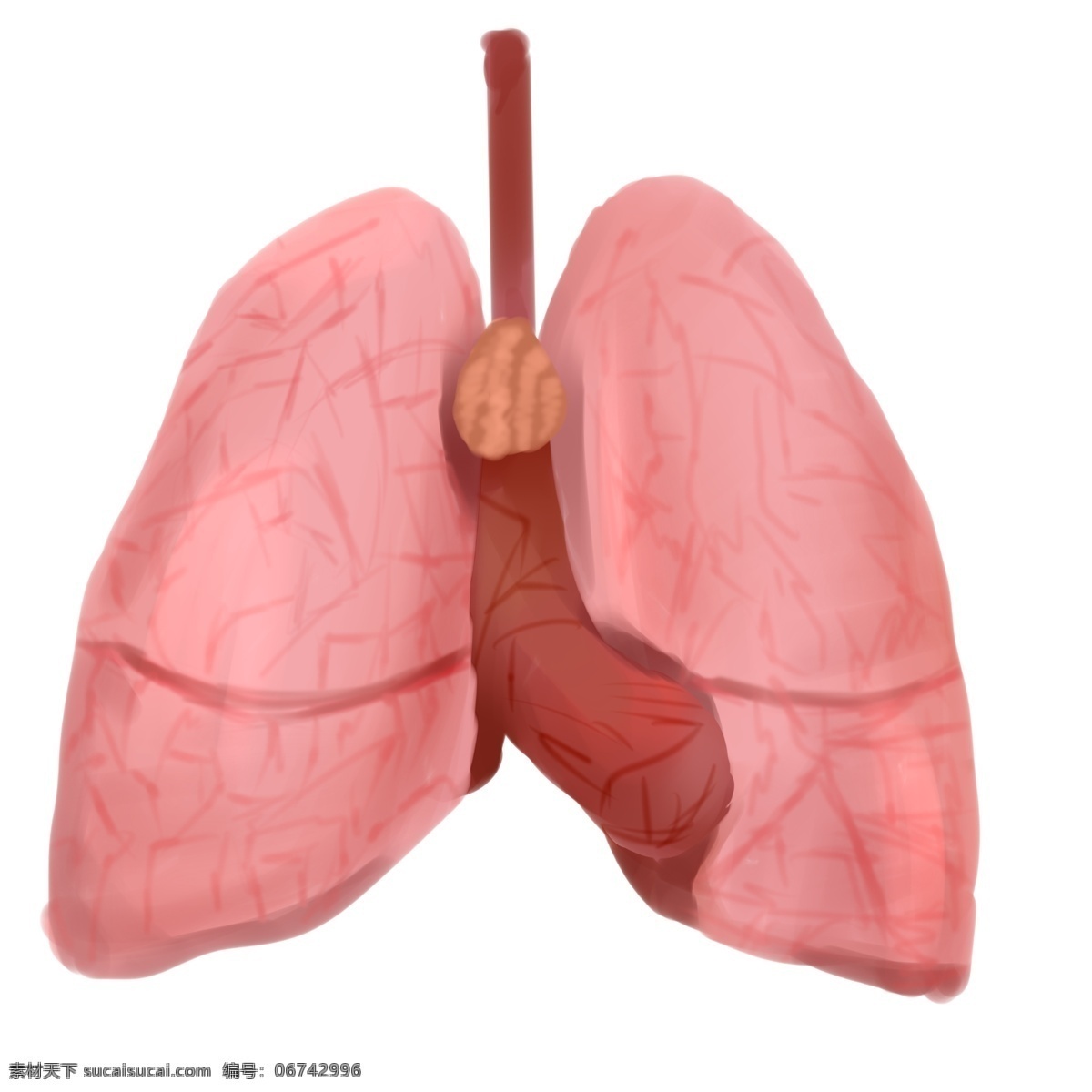 人体 器官 肺脏 插画 红色的肺脏 卡通插画 人体器官 身体器官 人体脏器 运作器官 人体的肺脏