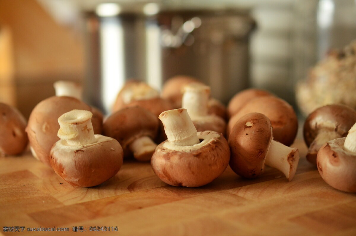 新鲜 圆 菇 高清 食用蘑菇 蘑菇 真菌 菌类 菌种