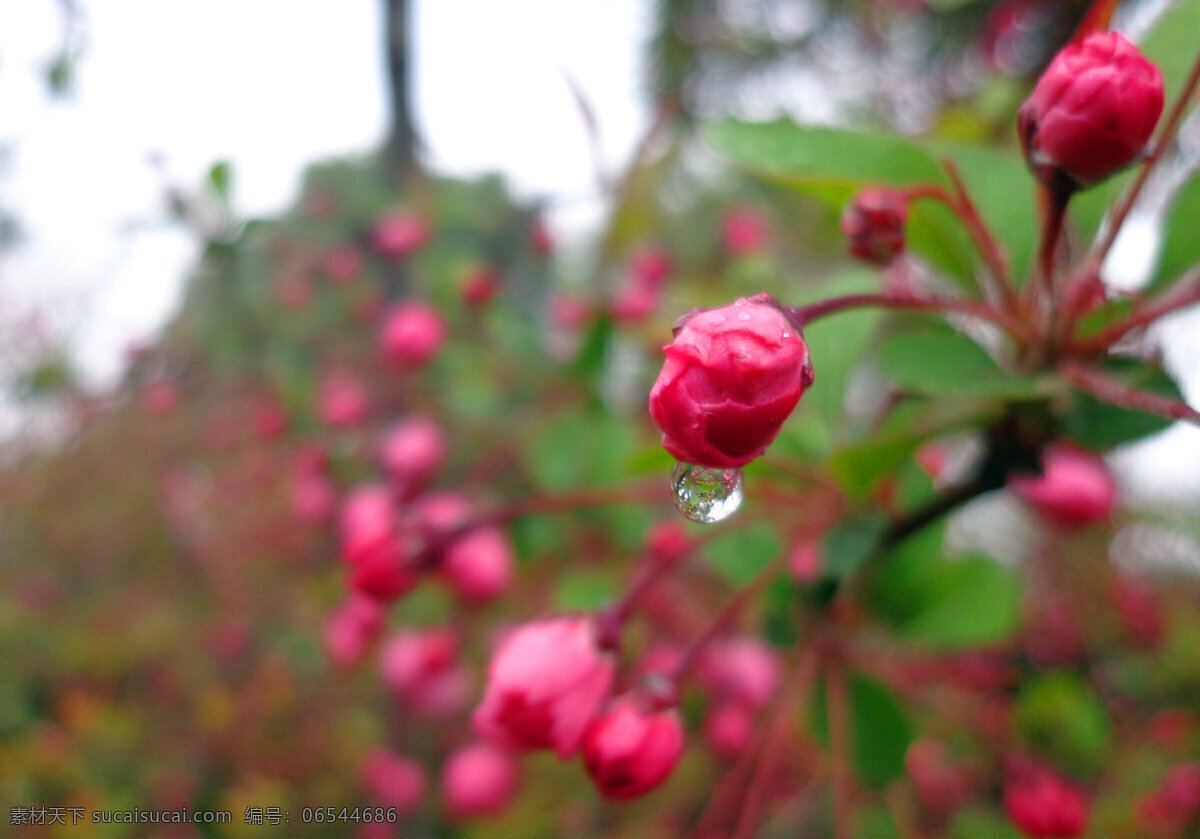 花蕾 露珠 春天 花草 花卉 生物世界 桃花 微距 花蕾与露珠 桃花花蕾 psd源文件