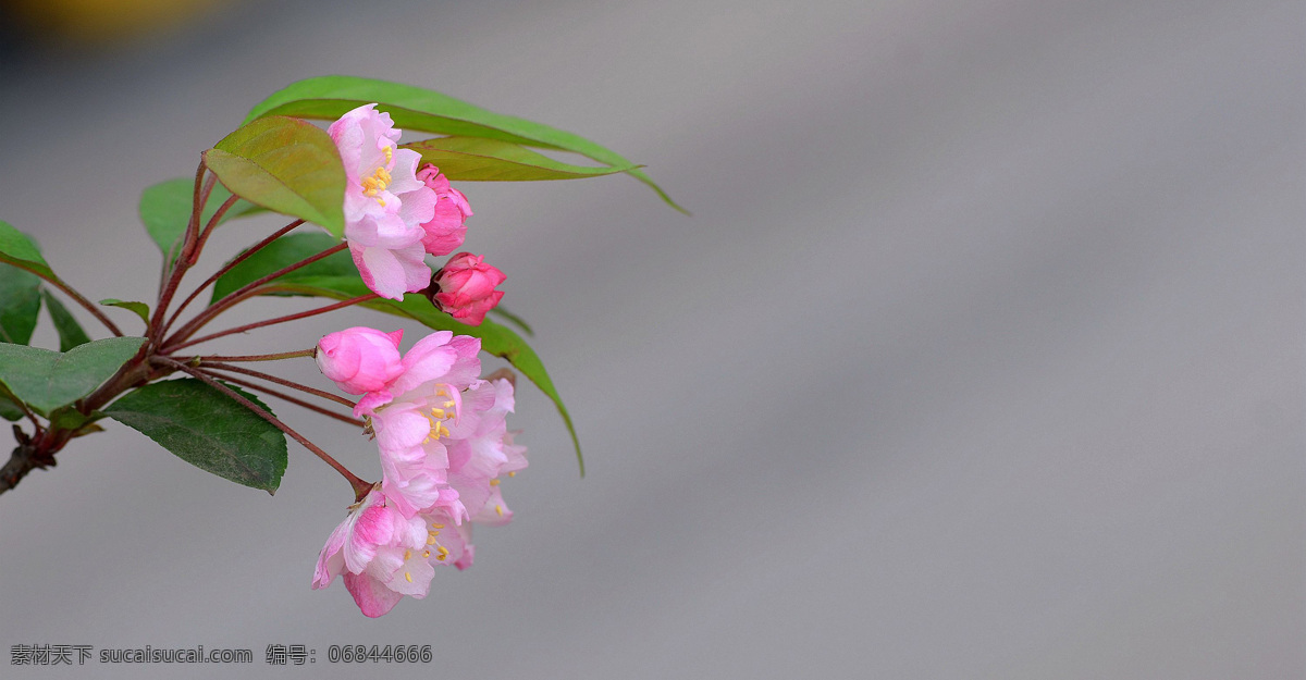 娇俏的海棠花