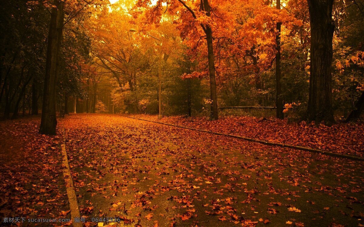 秋景 夕阳下的景色 枫叶 红色 落叶 自然风景 自然景观