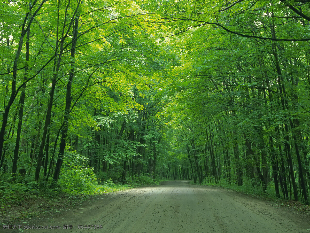 道路 路 林间 小道 树林 春意 绿色 自然景观 自然风景 摄影图库