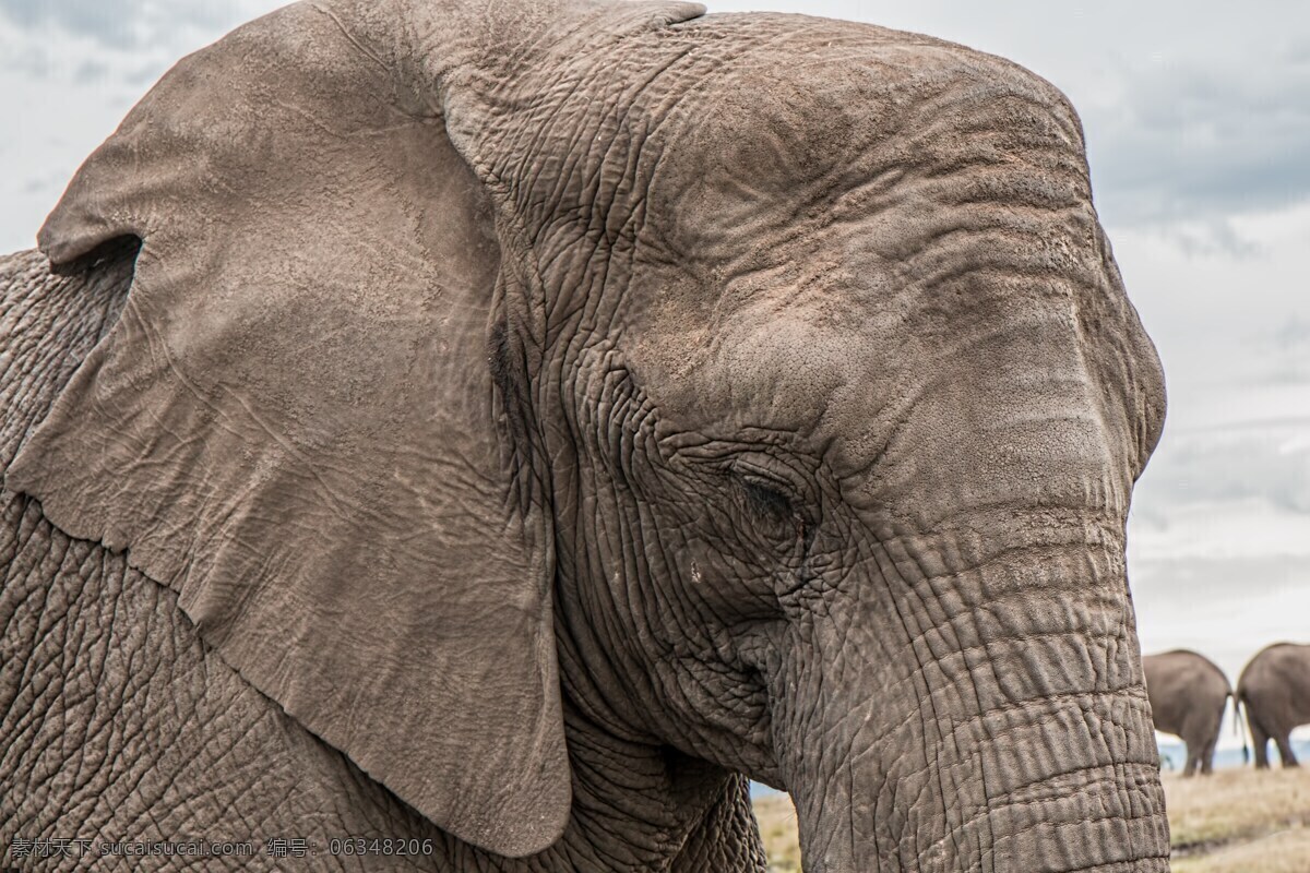 大象素材 大象 动物 野生动物 动物图片素材 灰色