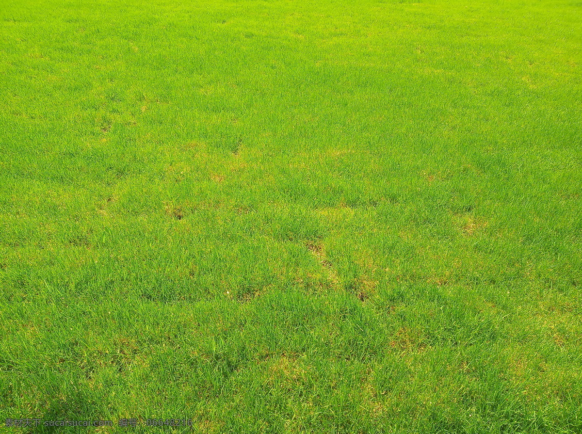 草坪摄影 草坪 草地 绿色 野草 草 植物 草场