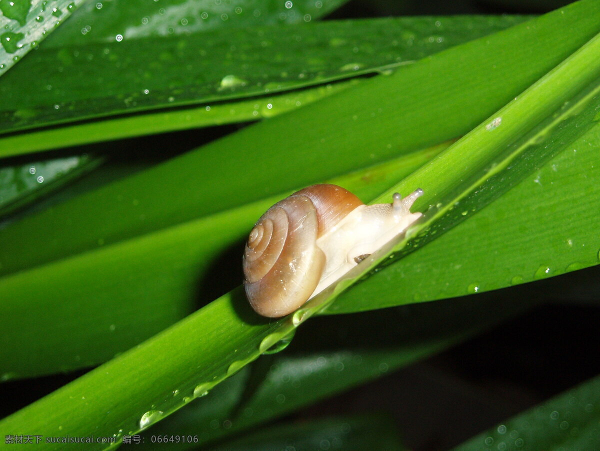 蜗牛 特写 昆虫 生物世界 树叶 叶子 植物 蜗牛特写 软体动物 爬行 昆虫虫子