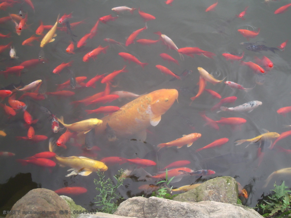 群 鱼 戏水 大 黄色 金鱼 生物世界 鱼类 群鱼戏水 水里 一条