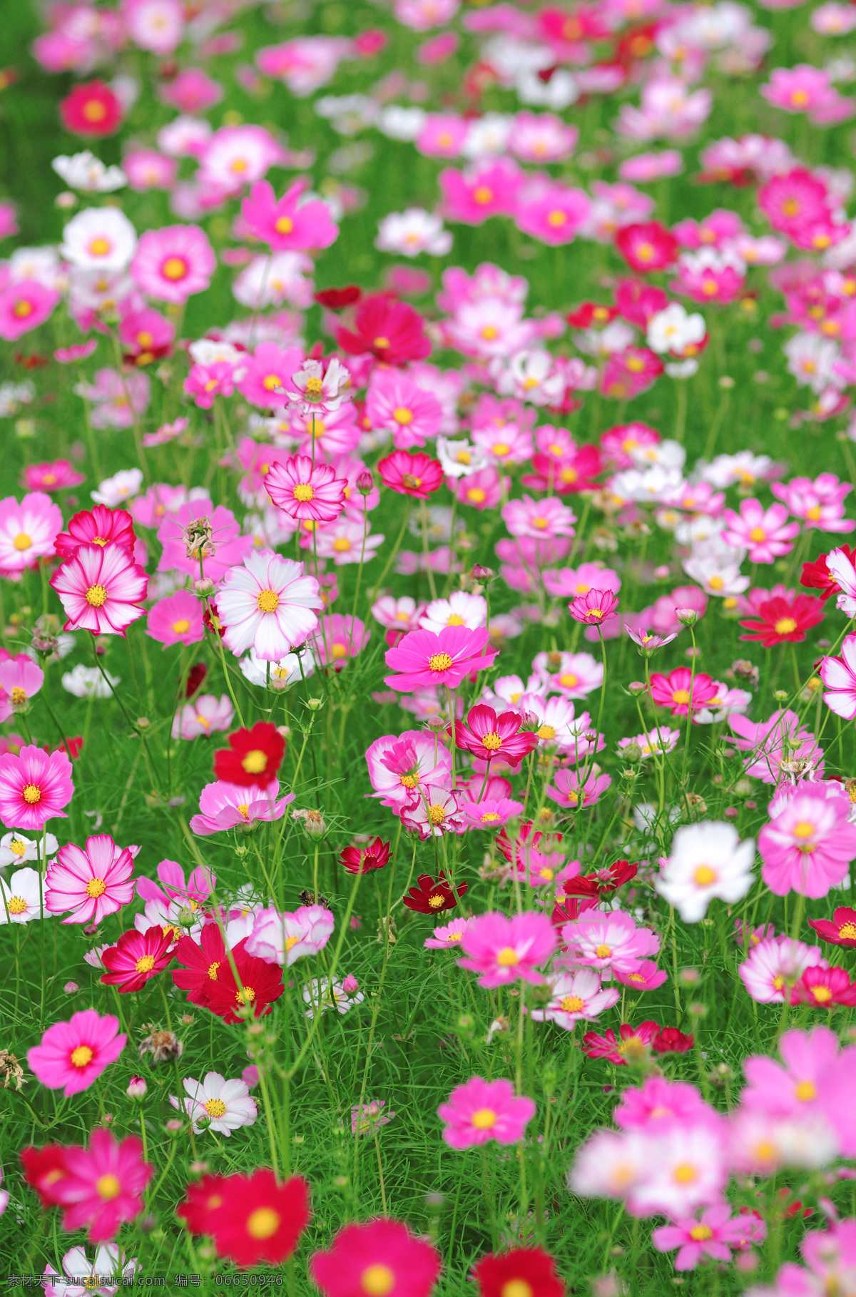花海 粉色小花 花朵 绿色 植物 红色 花草 生物世界
