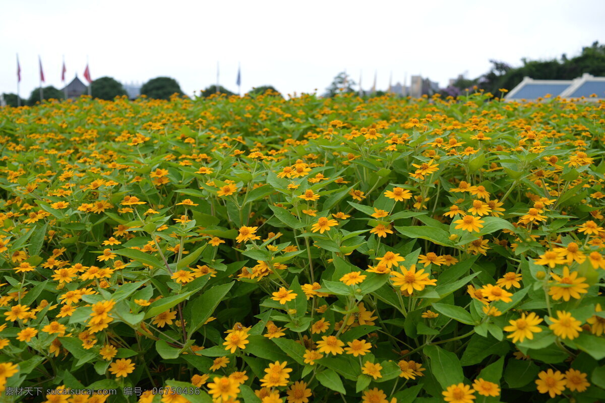 皇帝菊 菊花 植物 美兰菊 花 花海洋 黄色花卉 生物世界 花草