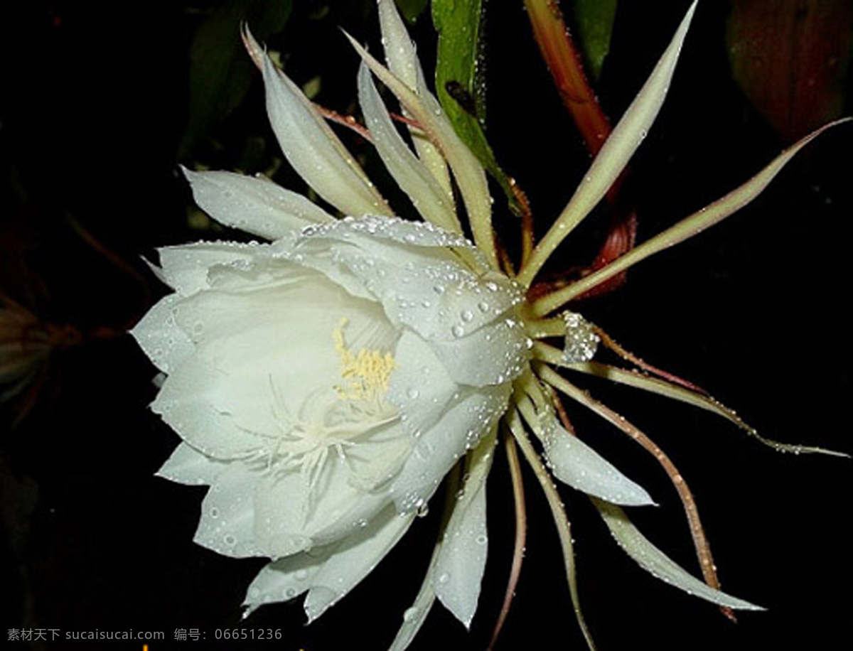 白色 春季 纯净 花草 花卉 花蕊 清秀 摄影图库 昙花 春季花卉昙花 洁净 珍贵 生物世界 psd源文件