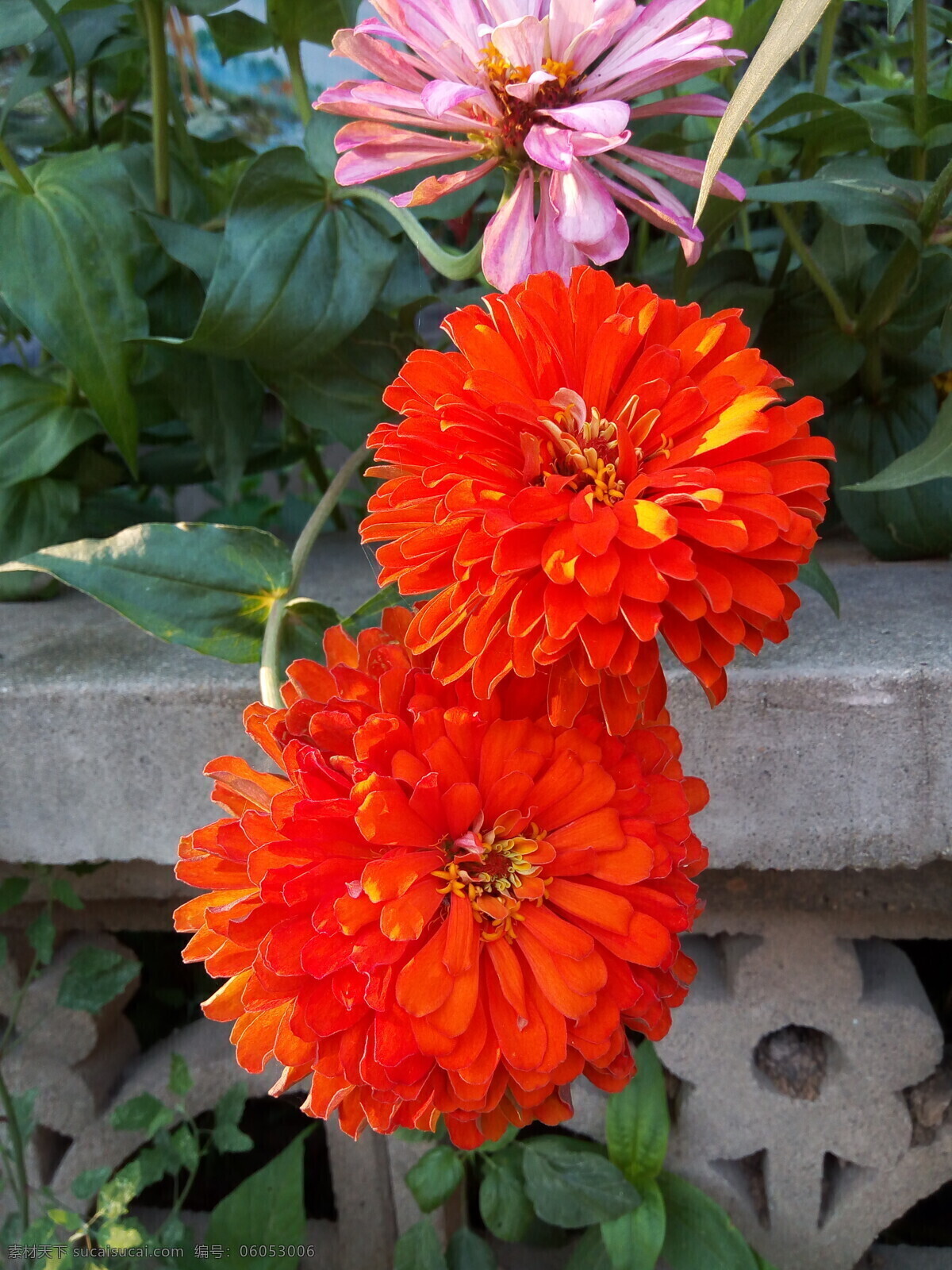 孔雀草 花朵 花瓣 红花 花草 生物世界