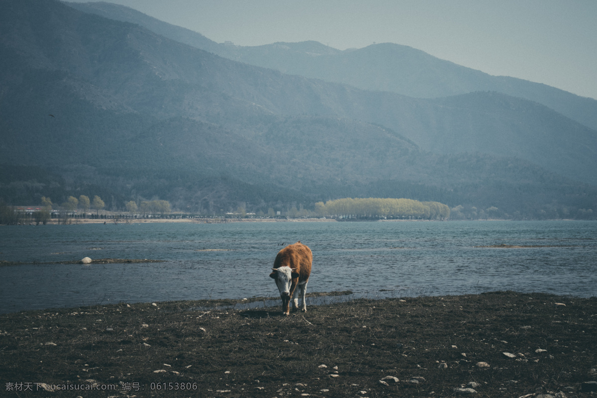 农民 家 湖边 小 奶牛 农家 小奶牛 牛 畜牧业 小牛 风光 风景