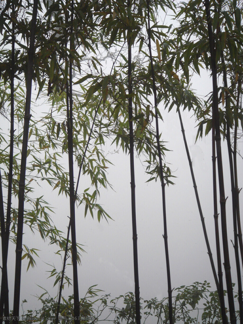 雾 竹 旅游 生物世界 树木树叶 竹林 自然 雾竹 矢量图 日常生活