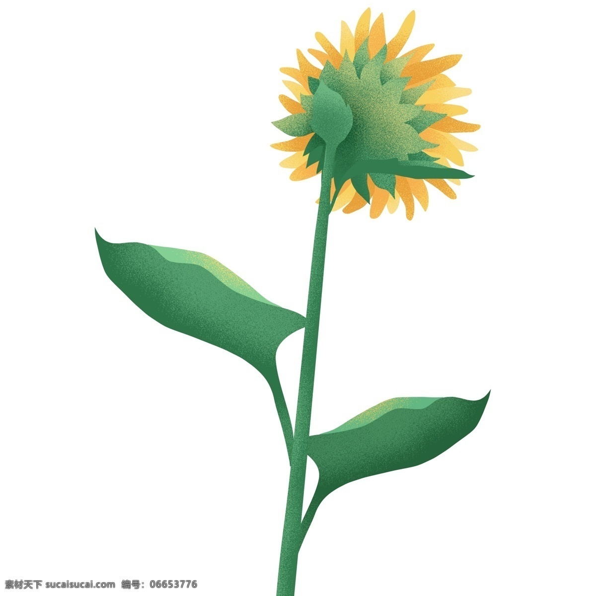 手绘 创意 枝 向日葵 植物 插画 太阳花 绿色植物