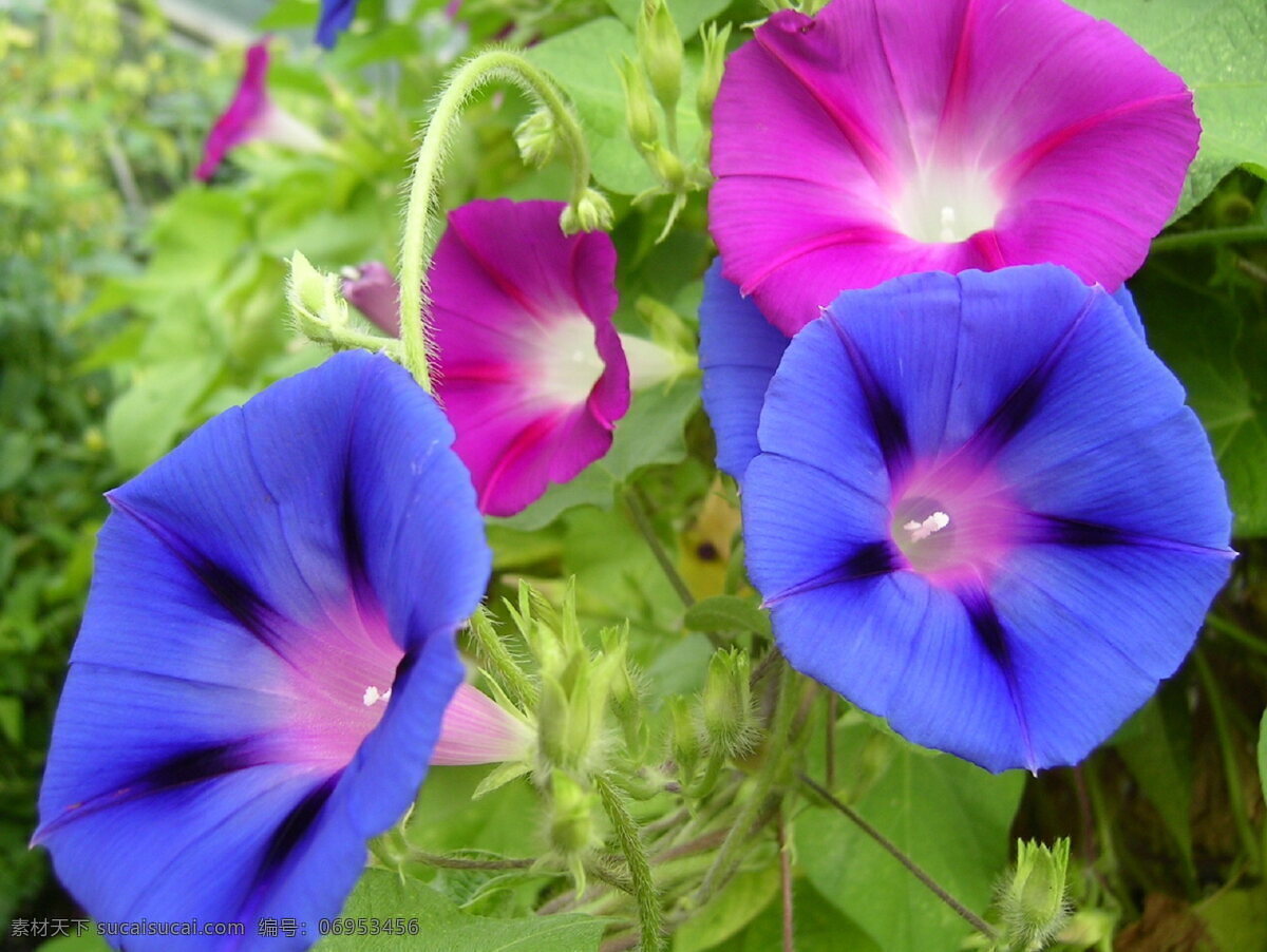 高清 牵牛花 蓝色花朵 紫色花朵 喇叭花 花朵