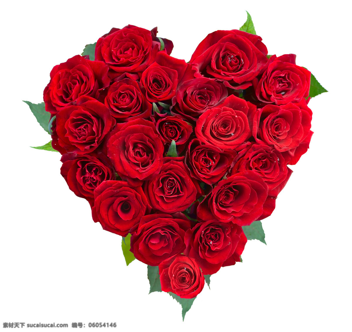 红玫瑰 植物 鲜花 爱情 情人节 爱心 花束 花草树木 生物世界