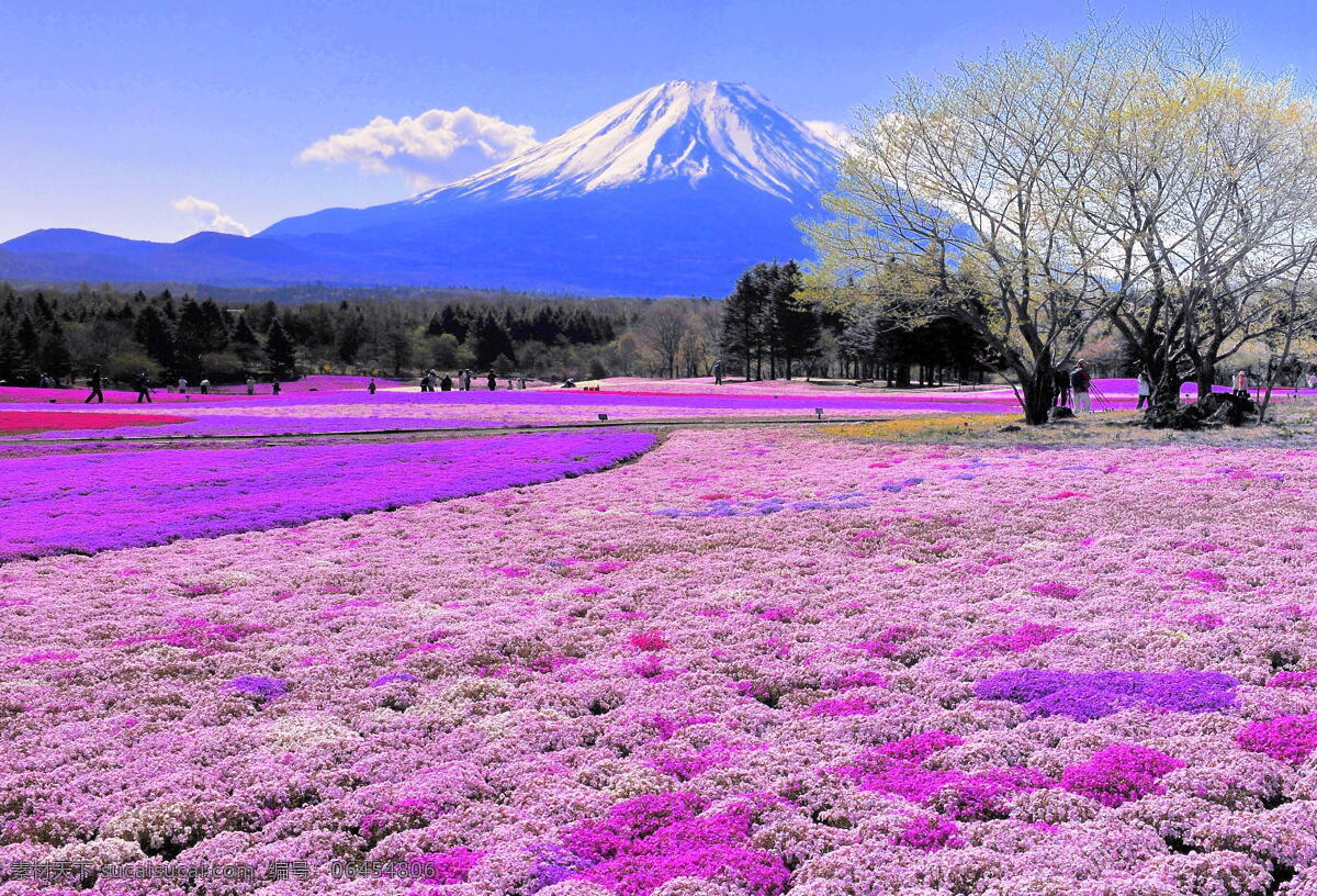 富士山 日本 雪山 高山 大山 青山 苍山 鲜花 花丛 花草 花园 粉色花 紫色花 森林 树林 国外旅游 旅游摄影