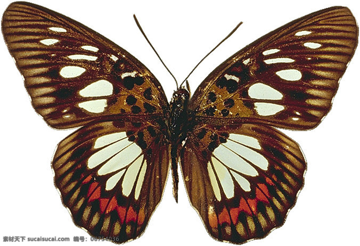 绚丽的蝴蝶 美丽 蝴蝶 绚丽 美丽的蝴蝶 生物世界 昆虫