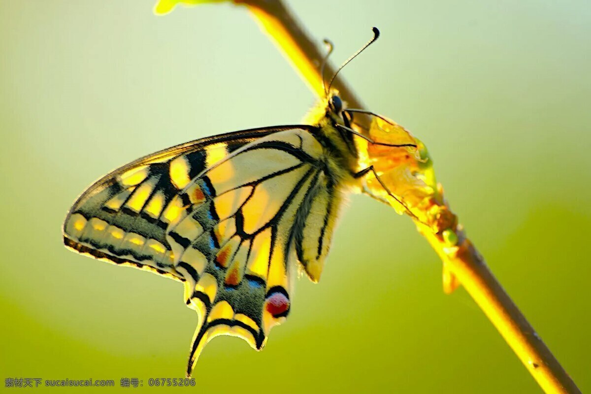 美丽 彩色 蝴蝶 高清 停息 动物 花蝴蝶