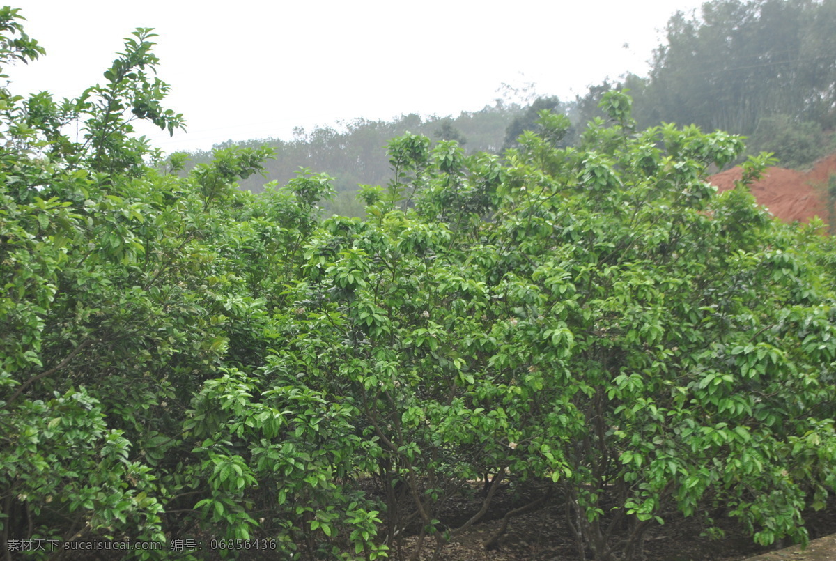 化 橘红 种植 基地 化橘红 种植基地 绿色 美丽 嫩绿 自然景观 田园风光 白色