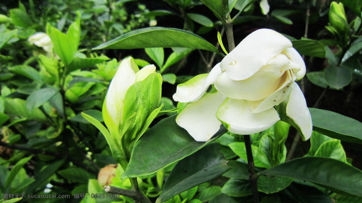 栀子花 白色花 花蕾 绿叶 其他树木 花草 生物世界