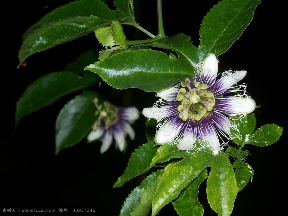 百香果花 百香果 绿叶 花 香气 花花草草 花草 生物世界