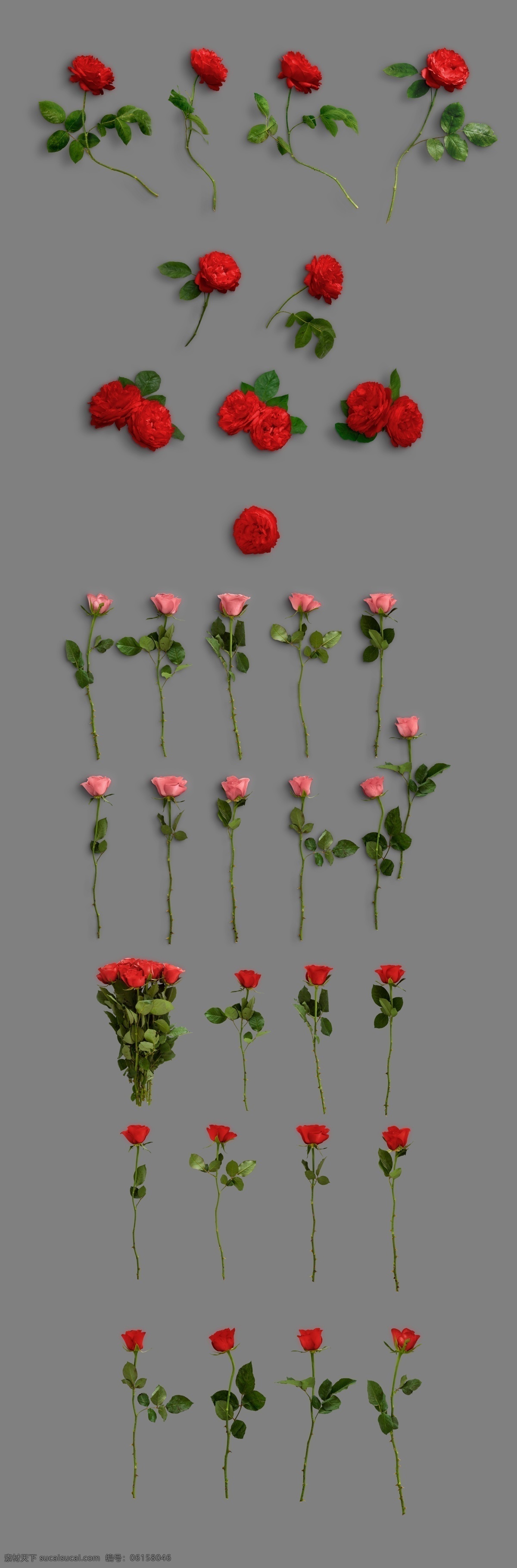 情人节素材 情人节 花朵分层素材 玫瑰 情人节玫瑰花 花