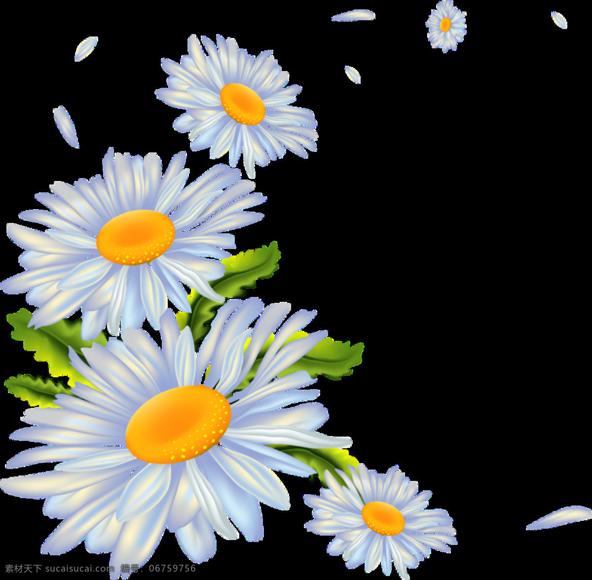 清新 蓝色 手绘 菊花 装饰 元素 花瓣 黄色花蕊 植物 装饰元素