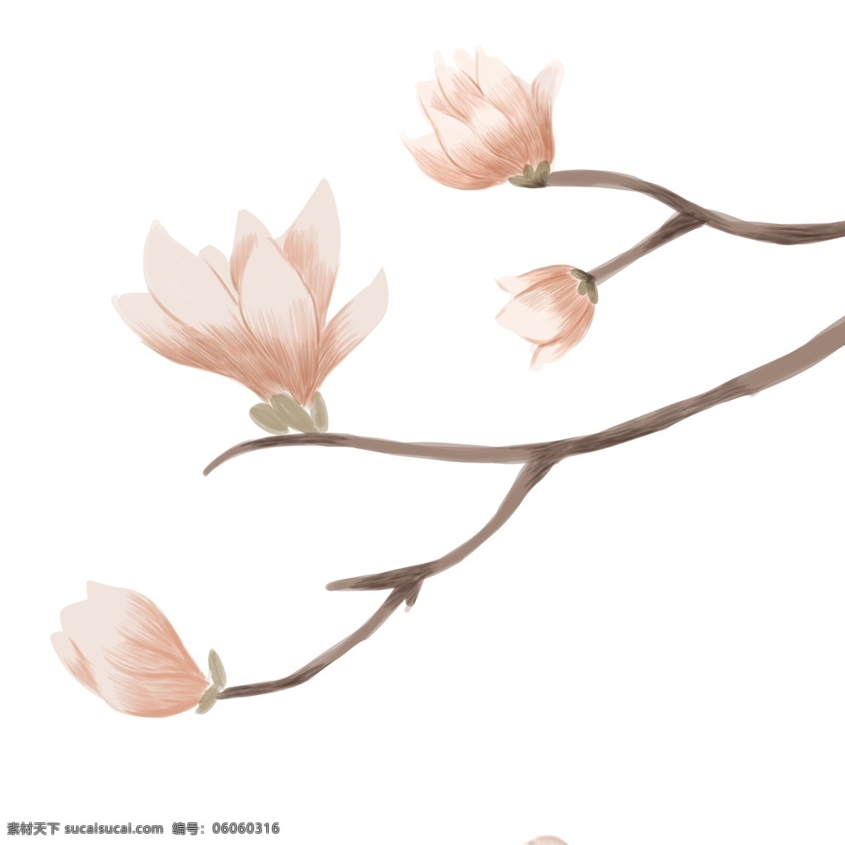 米色 盛开 的卡 通 百合花 冬天 春节 情人节 一枝花朵 米白色的花朵 冬天的花朵 白玫瑰节