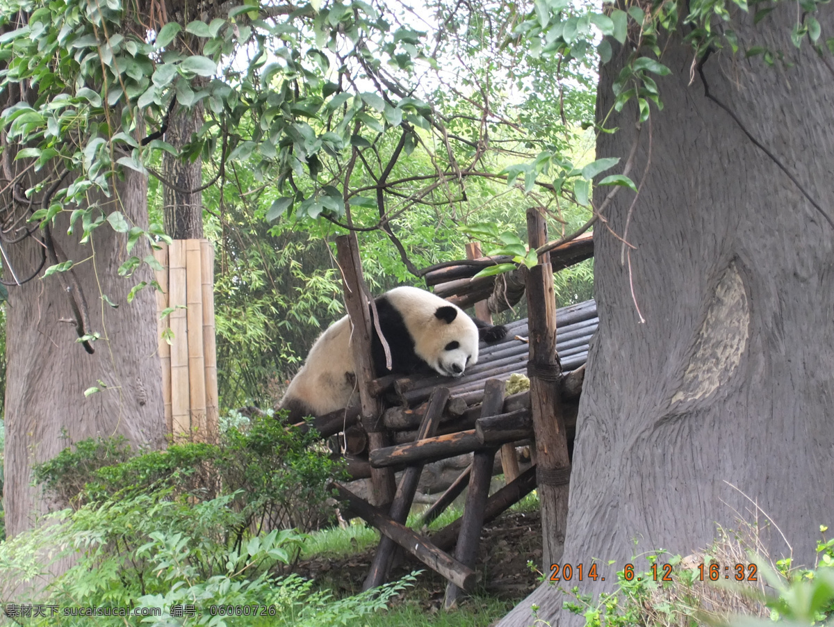 成都 大熊猫基地 熊猫 爬树 可爱 生物世界 野生动物
